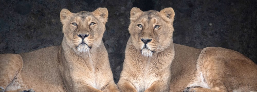 Asiatische Löwen Kalika und Jeevana 2022 im Zoo Zürich.