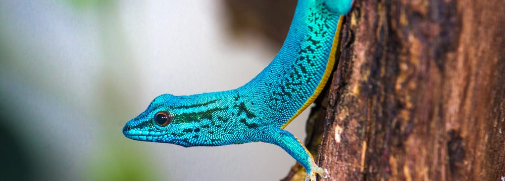 Türkisblauer Zwerggecko (Lygodactylus williamsi) im Zoo Zürich.