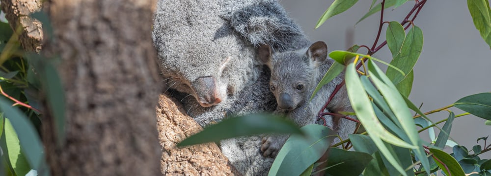 Koala Pippa mit Joey im Zoo Zürich.