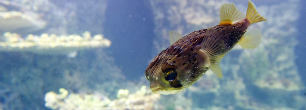 Langstachel-Igelfisch im Zoo Zürich