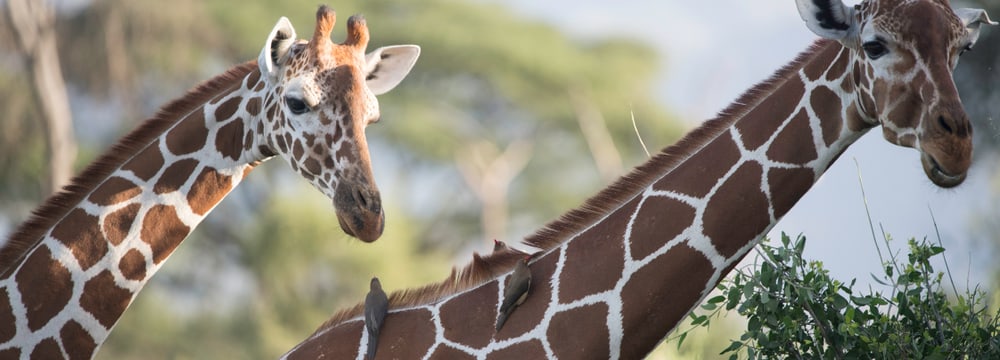 Netzgiraffen im Lewa Wildlife Conservancy.