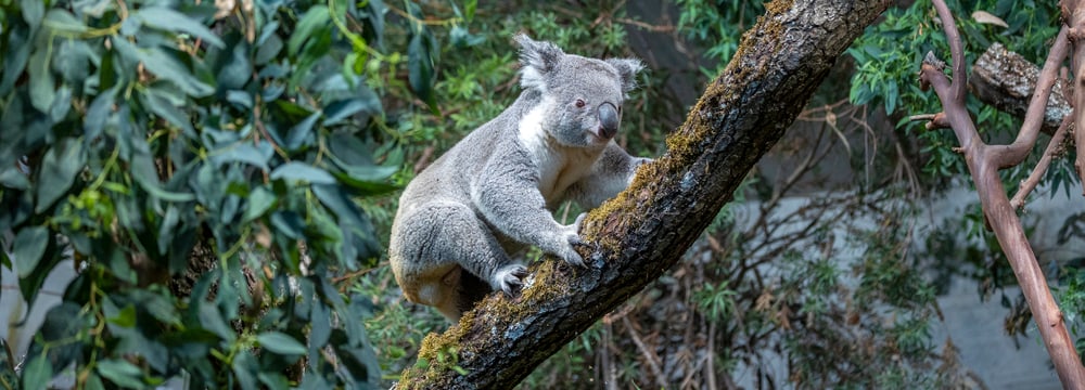 Koala Tarni im neuen Australienhaus. 