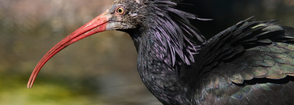 Waldrapp im Zoo Zürich