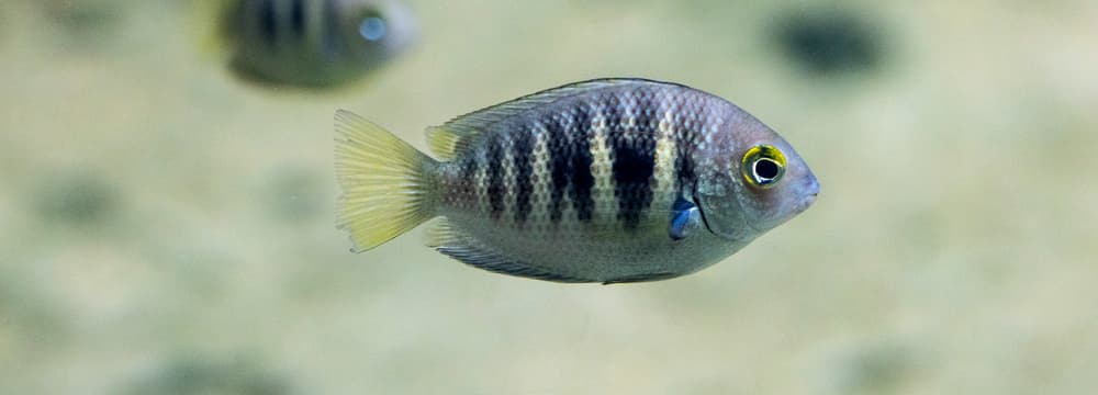 Canara-Buntbarsch im Zoo Zürich