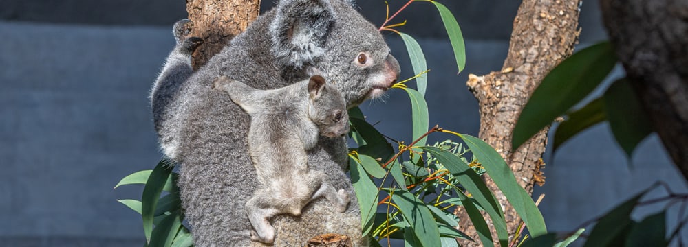 Koala Pippa mit Joey im Zoo Zürich.