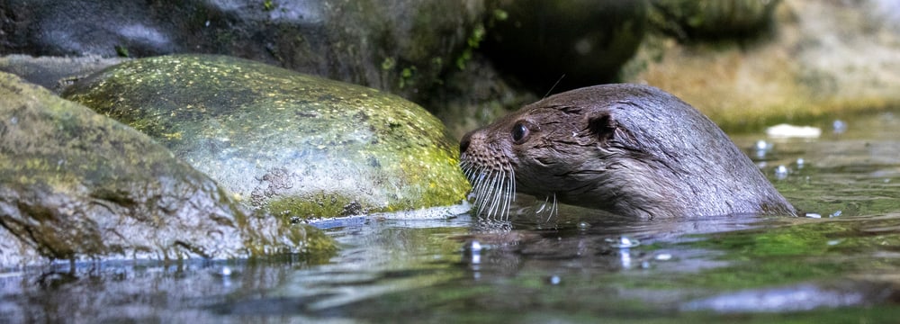 Fischotter-Weibchen Cleo im Zoo Zürich.