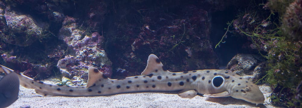 Epaulettenhai im Zoo Zürich.
