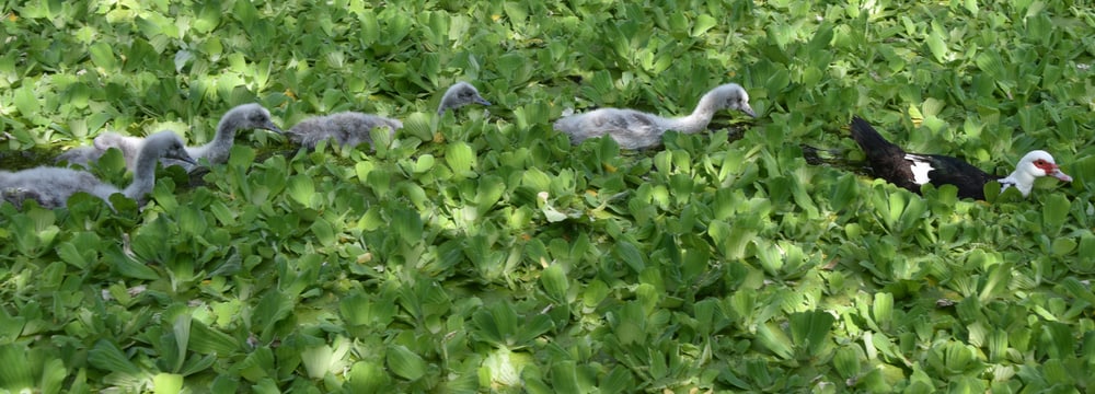 Junge Schwarzhalsschwäne mit Ziehmutter im Zoo Zürich.