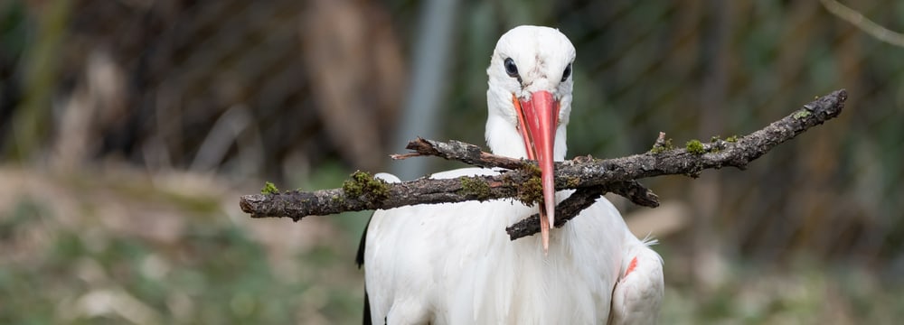 Europäischer Weissstorch im Zoo Zürich.