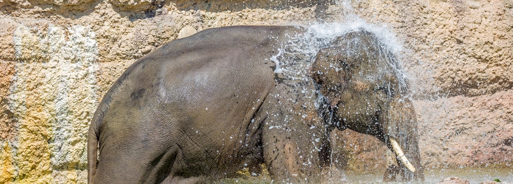 Asiatischer Elefant Thai im Kaeng Krachan Elefantenpark des Zoo Zürich (2015).