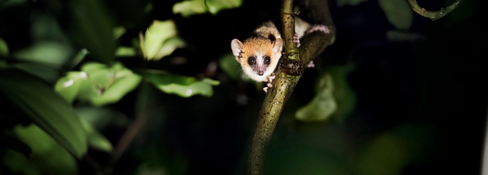 Goodman-Mausmaki im Masoala Regenwald des Zoo Zürich, fotografiert in der Nacht.