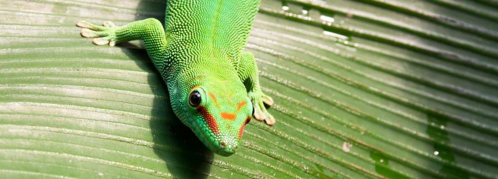 Grosser Madagaskar-Taggecko im Masoala Regenwald des Zoo Zürich.
