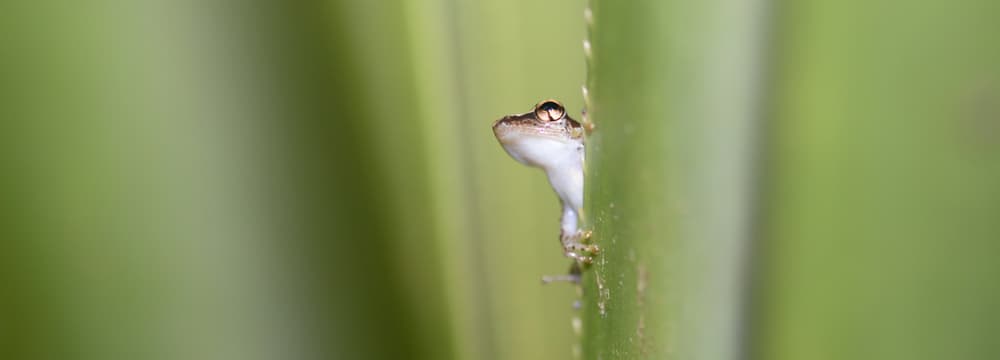 Fröschchen im Masoala Nationalpark in Madagaskar.