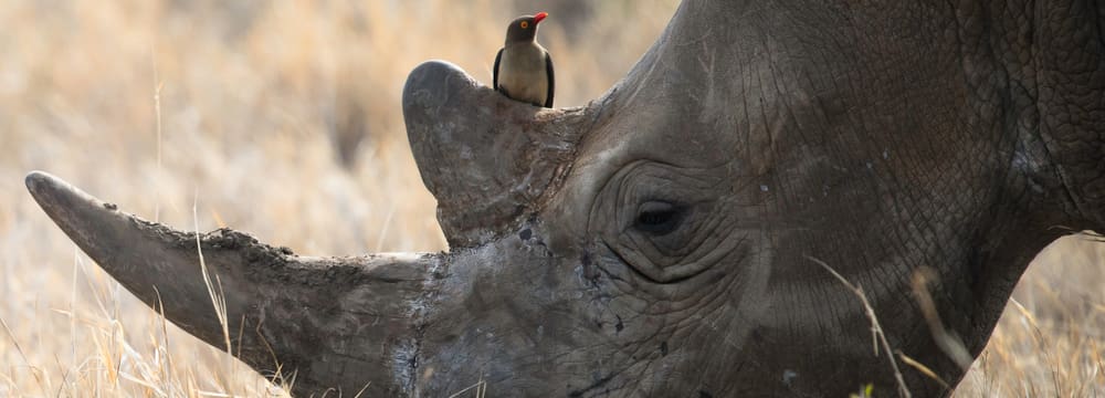 Breitmaulnashorn mit Madenhacker im Lewa Wildlife Conservancy in Kenia.