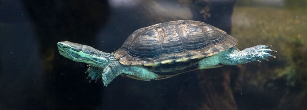 Annam Bachschildkröte im Zoo Zürich