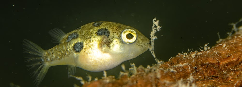 Dwarf pufferfish at Zoo Zurich