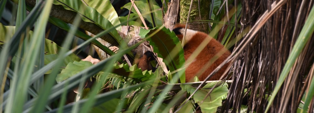 Roter Vari im Masoala Regenwald im Zoo Zürich.