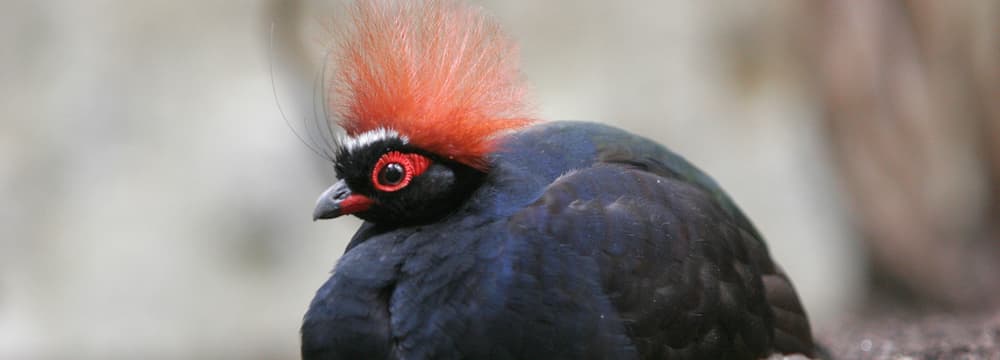 Strausswachtel im Zoo Zürich.