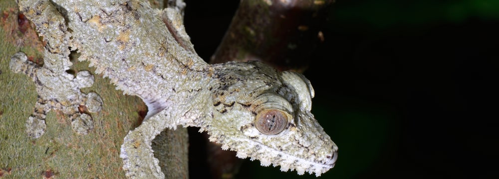 Plattschwanzgecko im Masoala Regenwald