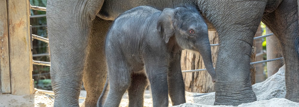 Elefantenkalb im Zoo Zürich geboren. 