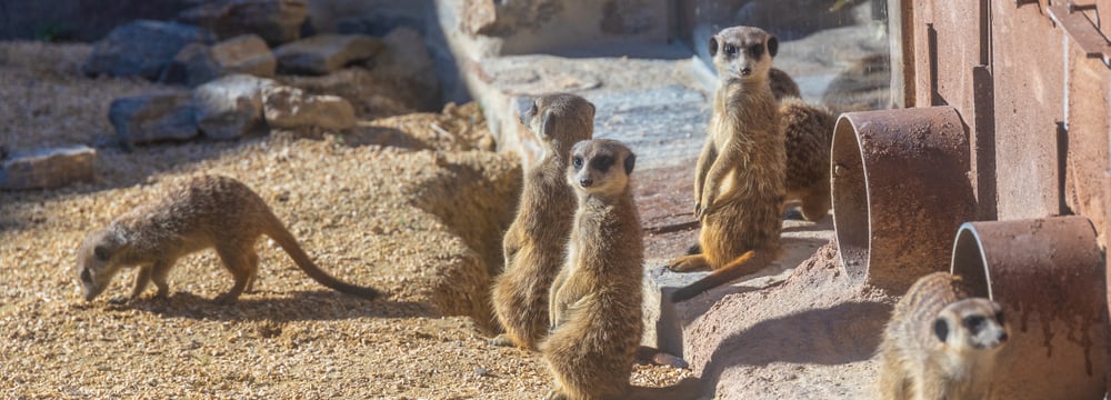 Erdmännchen in der Lewa Savanne des Zoo Zürich.