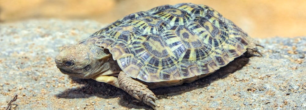 Spaltenschildkröte