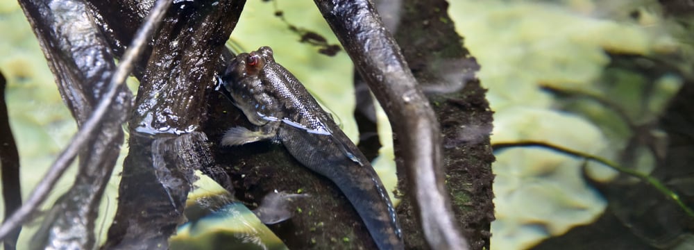 Atlantischer Schlammspringer im Zoo Zürich.