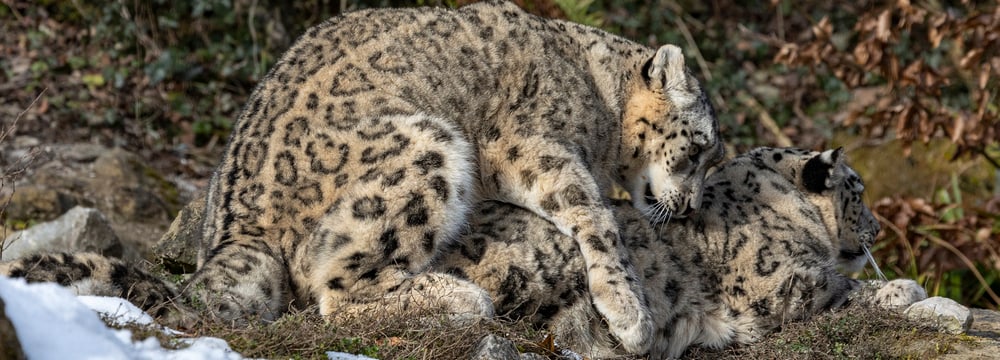 Schneeleoparden Saida und Shahrukh bei der Paarung im Zoo Zürich. 