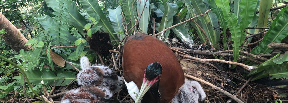 Mähnenibis mit Jungtieren im Masoala Regenwald im Zoo Zürich.