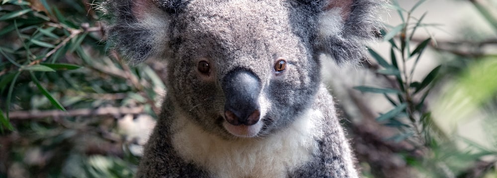 Koalamännchen Uki im neu bepflanzten Australienhaus. 