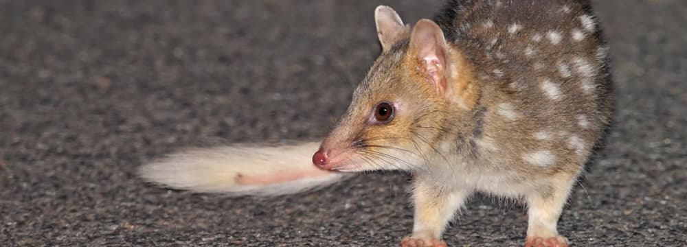 Tüpfelbeutelmarder