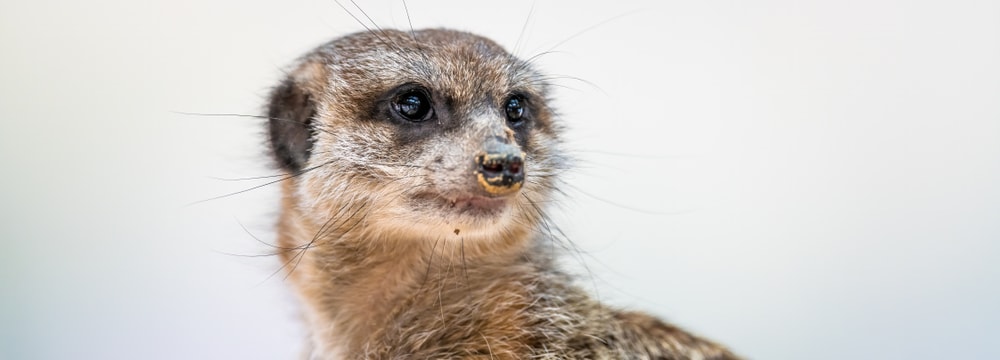 Erdmännchen