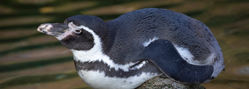 Humboldtpinguin im Zoo Zürich.