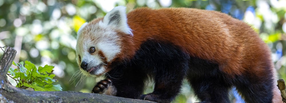 Kleiner Panda Siddhi zum ersten Mal in der Anlage.