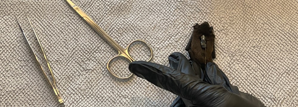 Eine Zwergfledermaus mit Sender. Er fällt nach etwa sieben bis acht Tagen von selbst vom Tier ab.