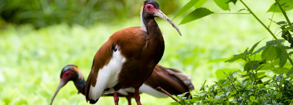 Mähnenibis im Masoala Regenwald im Zoo Zürich.