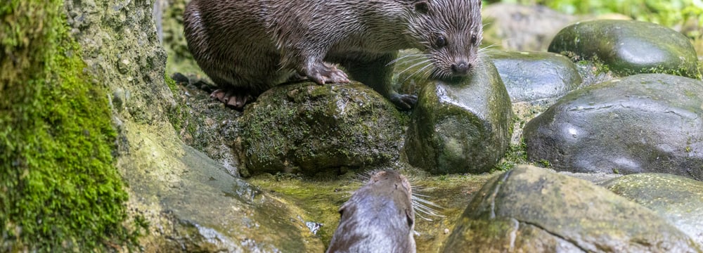 Europäische Fischotter Tom (oben) und Cleo im Zoo Zürich.