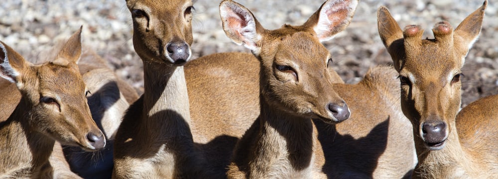 Burma-Leierhirsche im Zoo Zürich.