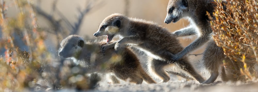 Eine Gruppe Erdmännchen am Kommunizieren. 