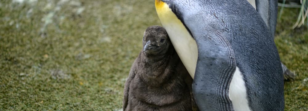 Junger Königspinguin im Zoo Zürich.