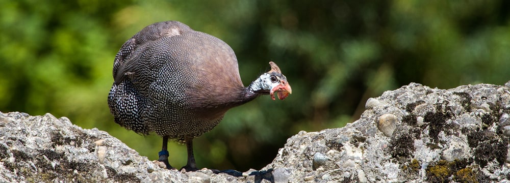 Helmperlhuhn im Zoo Zürich.