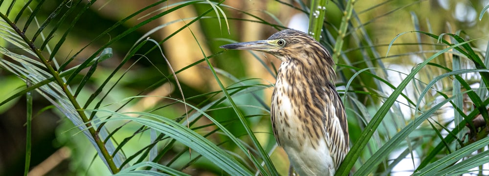 Dickschnabelreiher im Masoala Regenwald.