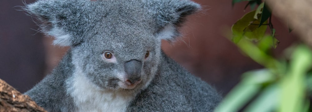 Koalaweibchen Pippa im Zoo Zürich.