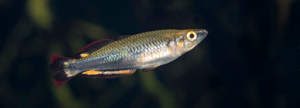 Rotschwanz-Ährenfisch im Zoo Zürich