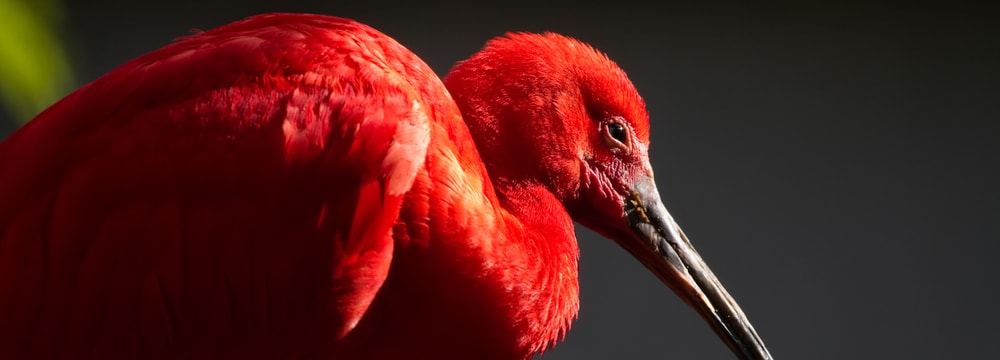 Roter Ibis im Zoo Zürich