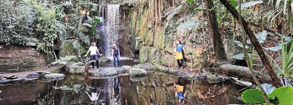 Aufnahmen für die Jerusalema-Tanzchallenge im Masoala Regenwald.