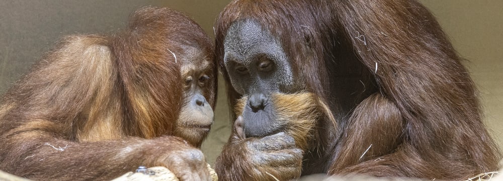 Orang-Utan Riang und Awang im Zoo Zürich.