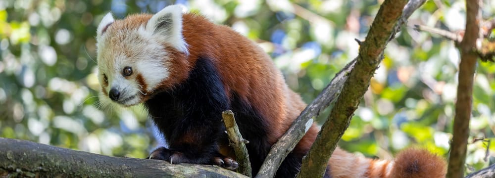 Kleiner Panda Siddhi zum ersten Mal in der Anlage.