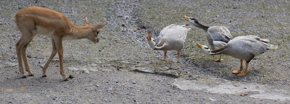 Hirschziegenantilopen und Streifengänse im Zoo Zürich.