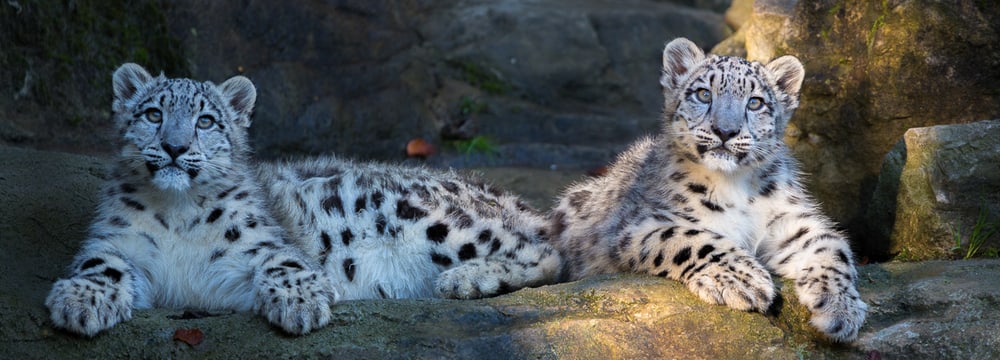 Junge Schneeleoparden im Zoo Zürich.